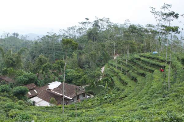 Kebun Teh Tritis