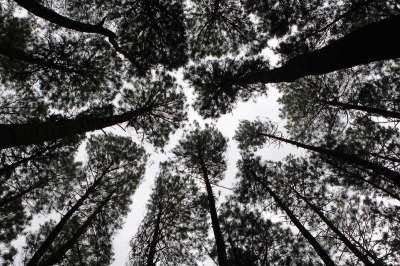 Hutan Pinus Mangunan