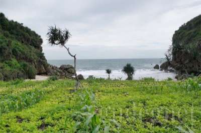 Pantai Kayu Arum