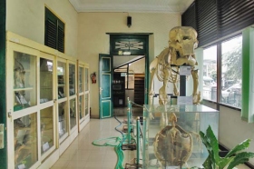 tulang