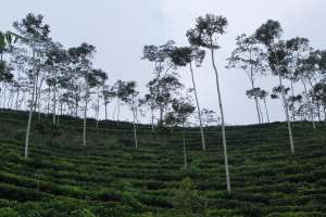 Suasana Kebun Teh Tritis sebelum kabut turun