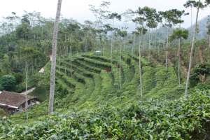 Hamparan kebun teh yang hijau