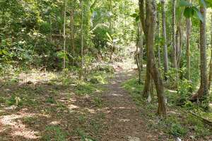 Jalan setapak menuju grojogan Sewu Watu
