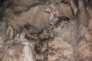 Batuan stalaktit yang dipercaya mirip kepala naga