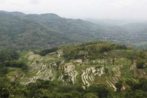 Hamparan sawah yang terhampar luas