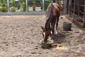 Selain kuda, desa Segoroyoso juga terkenal sebagai desa peternakan kambing dan sapi 