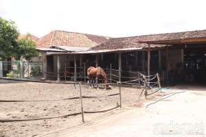 Peternakan kuda yang ada di desa Segoroyoso