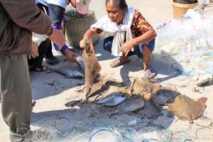 Nelayan menjual ikan pari di Pantai Sadeng
