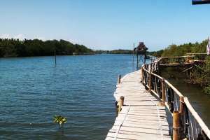 Jalan bambu di kawasan hutan mangrove