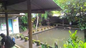 Salah satu kolam pemancingan di Sendang Kumitir