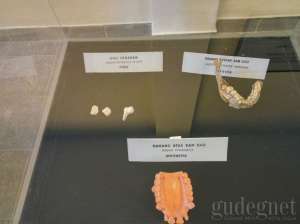 Salah satu koleksi di Museum Bioantropologi dan Paleoantropologi