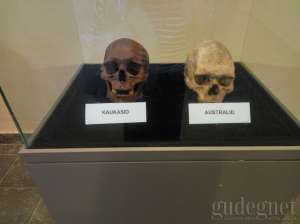 Salah satu koleksi di Museum Bioantropologi dan Paleoantropologi
