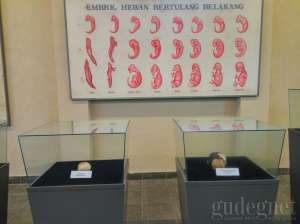 Salah satu koleksi di Museum Bioantropologi dan Paleoantropologi
