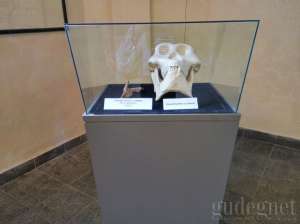 Salah satu koleksi di Museum Bioantropologi dan Paleoantropologi