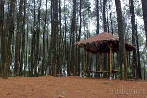 Fasilitas gazebo yang ada di Hutan Pinus Pengger