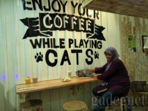 cats and coffee Jogja