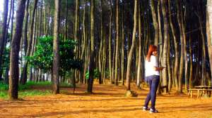 pinus pengger