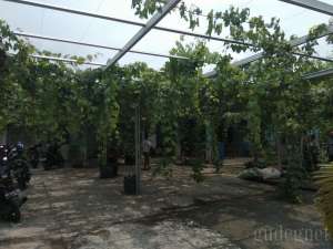 Kampung Anggur Bantul