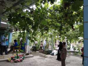 Kampung Anggur Bantul