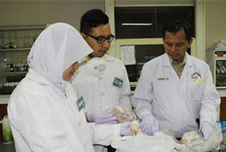 Tulang Sapi untuk Implan Patah Tulang Tulang Sapi untuk Implan Patah Tulang