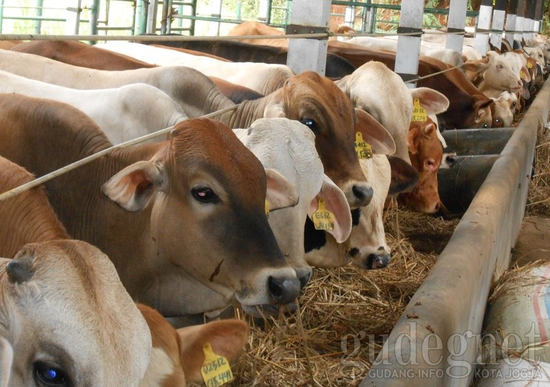 Ingin Jadi Shohibul Qurban? Ini Syarat - syaratnya