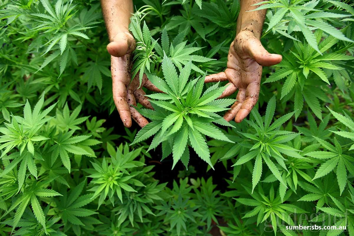 Ini Alasan Ganja Bisa Mengurangi Motivasi “Work for Money”