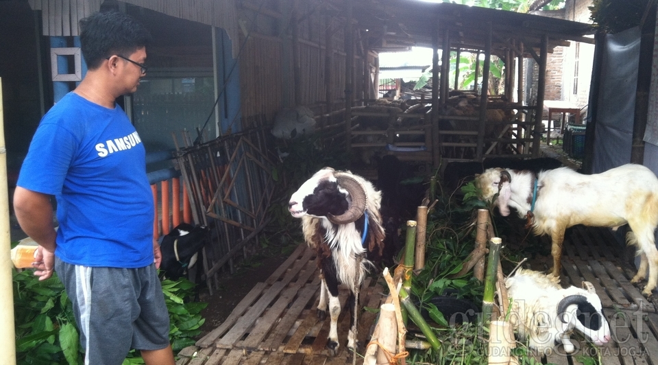 Tips Menghilangkan Bau Prengus dan Amis Daging Kambing