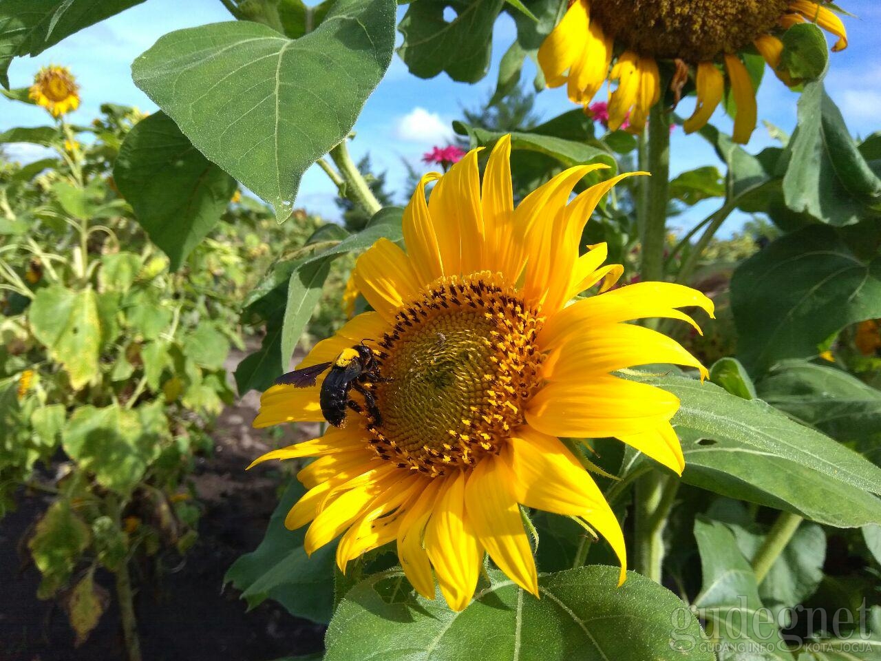 Kebun Bunga Matahari