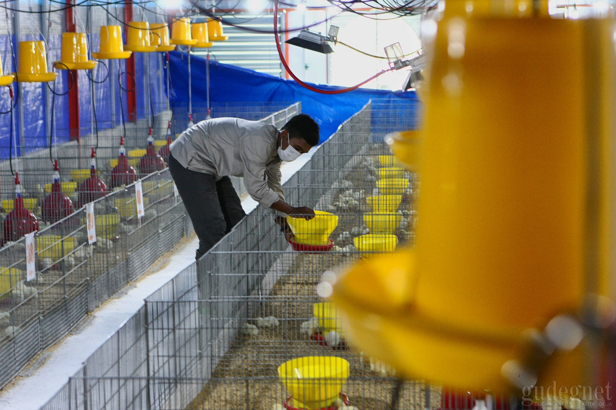 Research Farm, Permudah Mahasiswa Fakultas Peternakan UGM Lakukan Riset