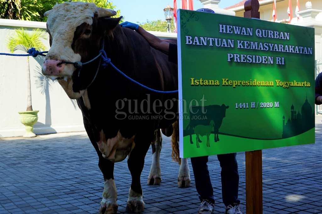 Iduladha 1441 H/2020 DIY, Jokowi Sumbang Dua Ekor Sapi Metal