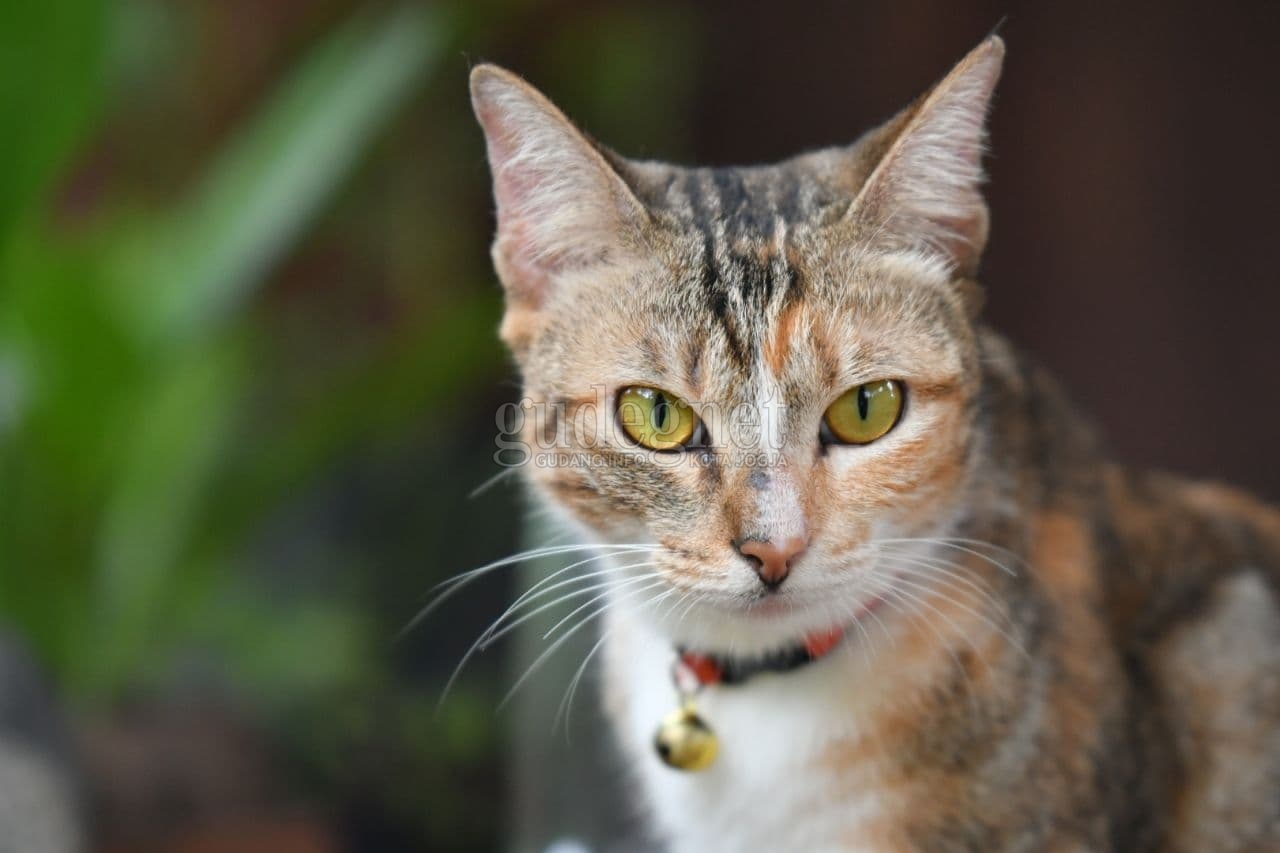 Ini Klinik dan Praktik Dokter Hewan yang Melayani Vaksin Rabies Gratis