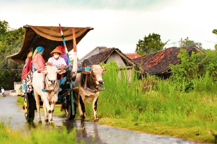 Nikmati Alam-Budaya Desa dengan Gerobak Sapi & Mobil VW
