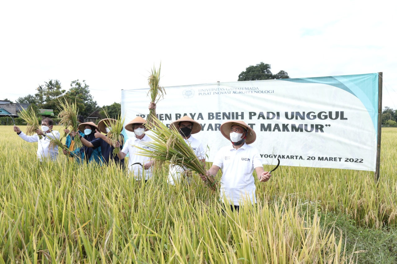UGM Kembangkan Padi ‘Amphibi’ Gamagora