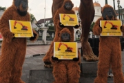Aksi Protes untuk Menyelamatkan Orangutan