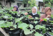 Hijaukan Kampung dengan Sayur