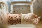 Kulkas Bisa Jadi Rumah Aedes Aegypti, Kenapa?