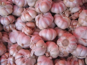 Cegah Kanker Lidah, Coba Bawang Putih Donk