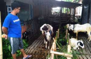 Jelang Idul Adha, Jogja Embek Center Tawarkan Perawatan Kambing Gratis
