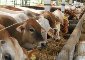 Ingin Jadi Shohibul Qurban? Ini Syarat - syaratnya