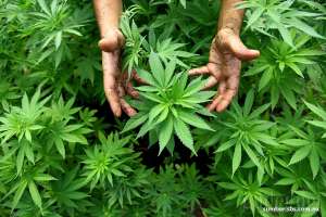 Ini Alasan Ganja Bisa Mengurangi Motivasi “Work for Money”
