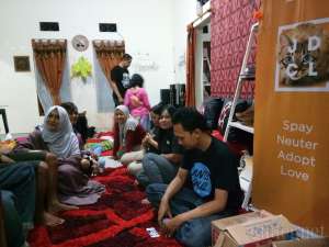 Jogja Domestic Cat Lovers, Mencintai Kucing Tanpa Pandang Bulu