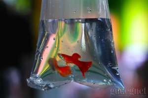 Ikan Guppy Peluang Bisnis yang Menjanjikan