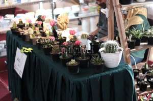 ‘Plant Lovers’ Hadirkan Pameran hingga Workshop Tanaman Hias