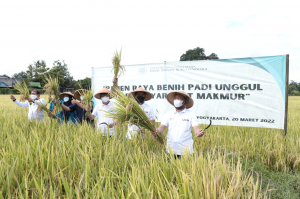 UGM Kembangkan Padi ‘Amphibi’ Gamagora
